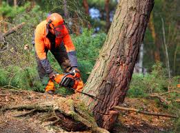 Best Tree Trimming and Pruning  in Yacolt, WA