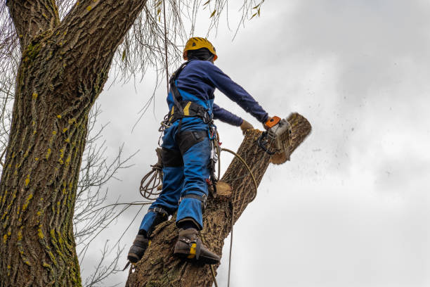 Best Stump Grinding and Removal  in Yacolt, WA